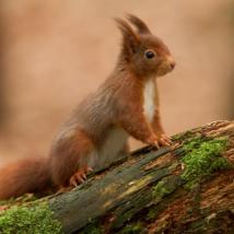 native Irish Red Squirrel