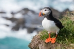 Male Puffin on the coast