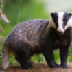 Badger - the main hedgehog predator