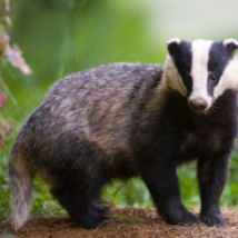 Badger - the main hedgehog predator