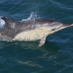 common-dolphin-2