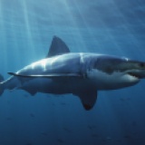 great-white-shark-1