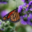 monarchbutterflyusfwrickhansen