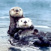 sea_otter_pair2